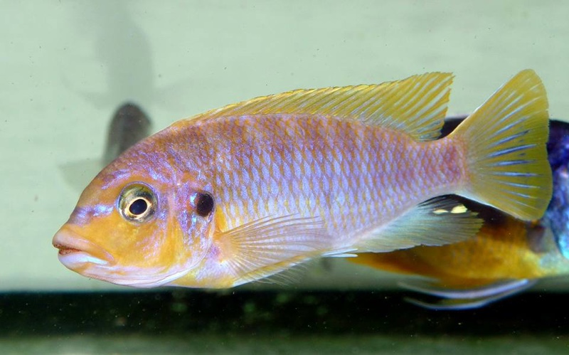 Petrotilapia palingnathos 'Chizumulu Island'